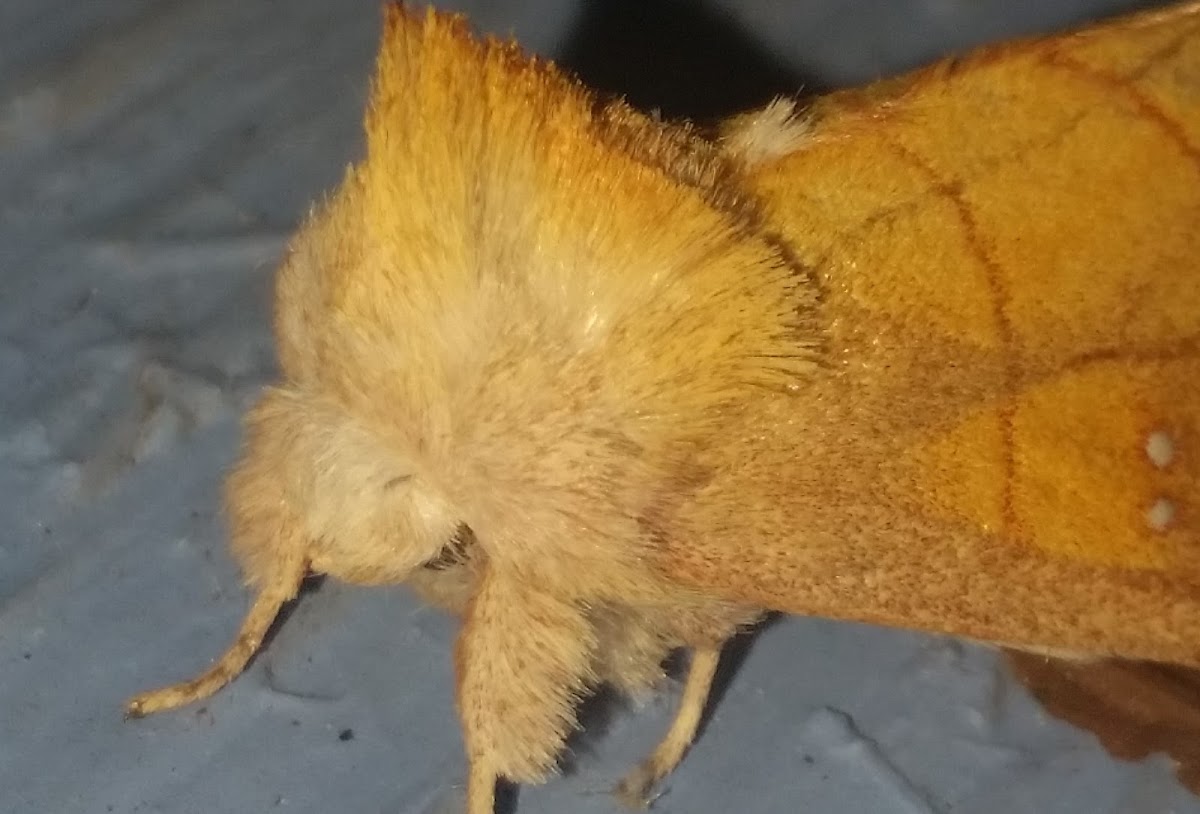 White-dotted Prominent