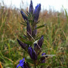 Downy Gentian