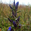 Downy Gentian