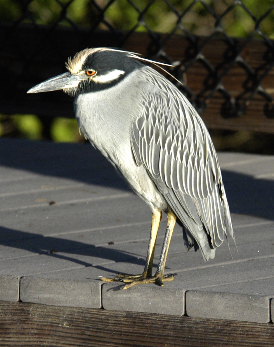 Yellow Crowned Night Heron