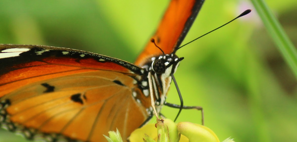 Danaid Eggfly