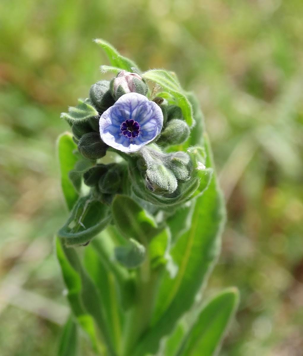 Blue Hound's Tongue