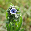 Blue Hound's Tongue