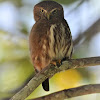 Brazilian Burring Owl