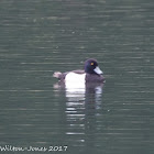 Tufted Duck