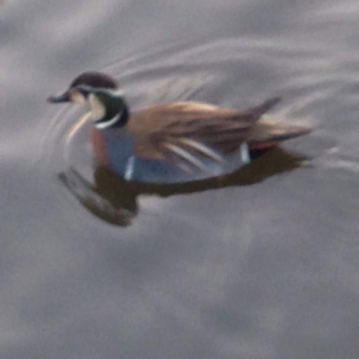 Baikal teal