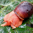 Giant Ecuadorian Snail