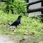 Blue Whistling Thrush