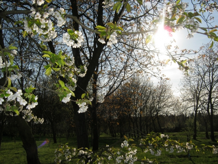 La primavera di julienne_cullen