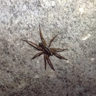 Wolf Spider