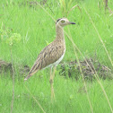 Double-striped thick-knee