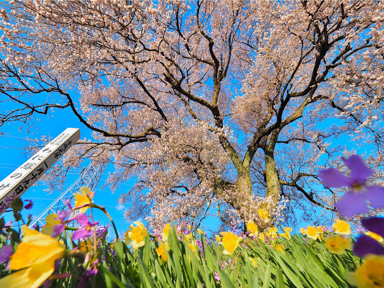 シビックの桜🌸とコラボ・桜とコラボ・わに塚の桜・山梨桜巡り・FD2に関するカスタム事例の投稿画像4枚目
