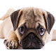 Pugs Wallpapers new tabs