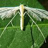 White plume moth