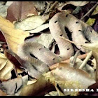 Hump-nosed Pit Viper