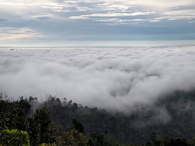 Bukit Senaling Cloud Carpet