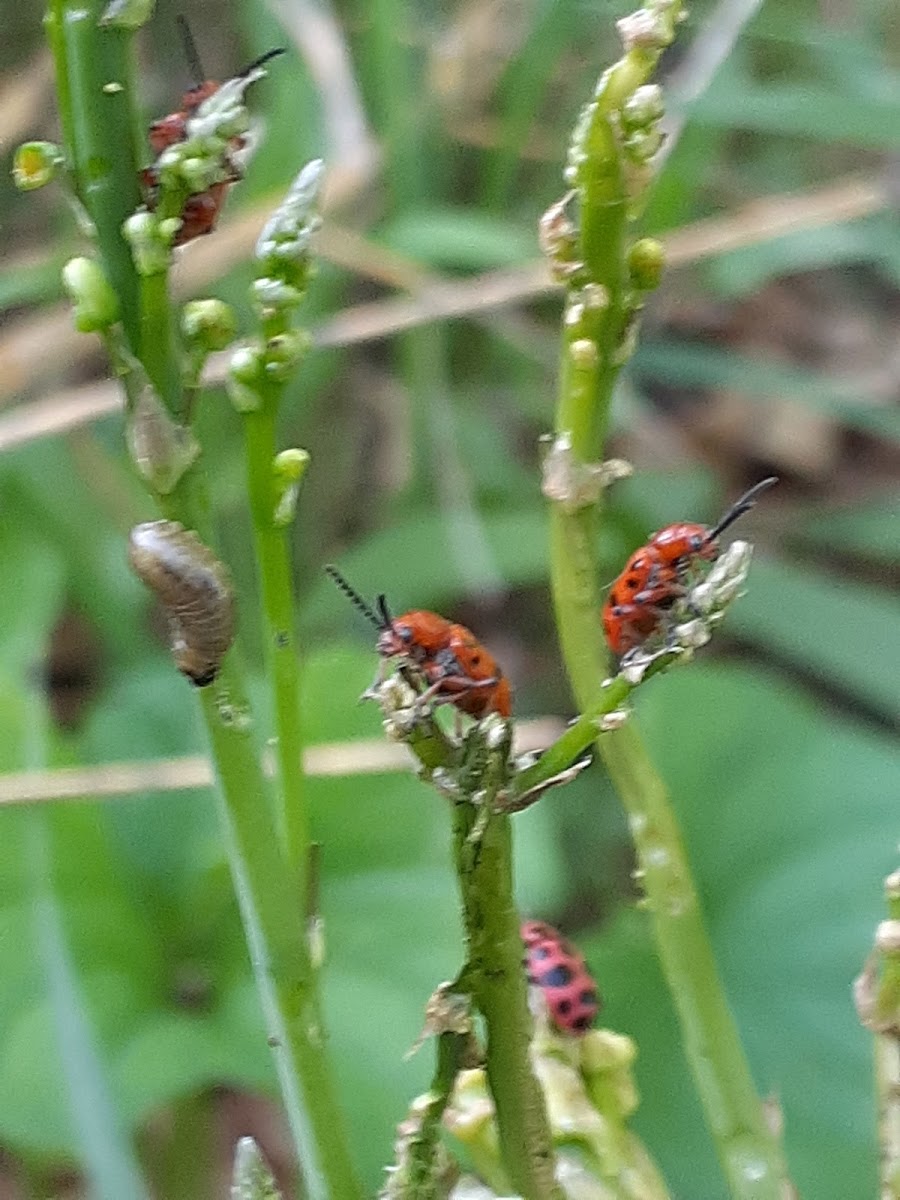 lady bugs