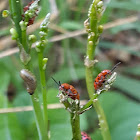 lady bugs