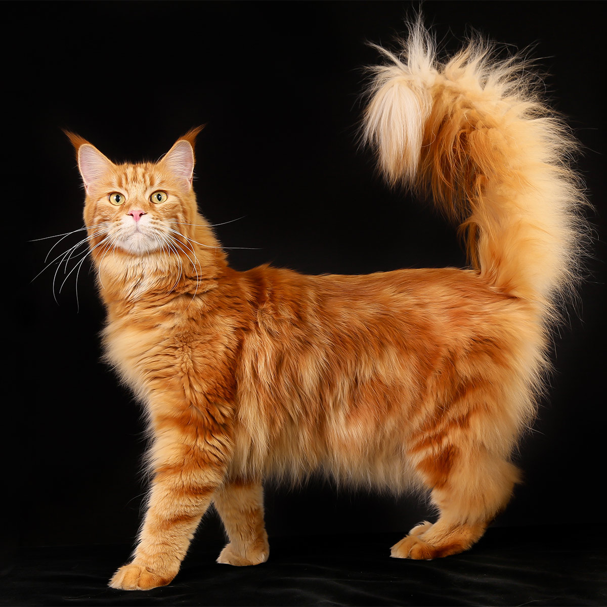 red Maine Coon cat pictures