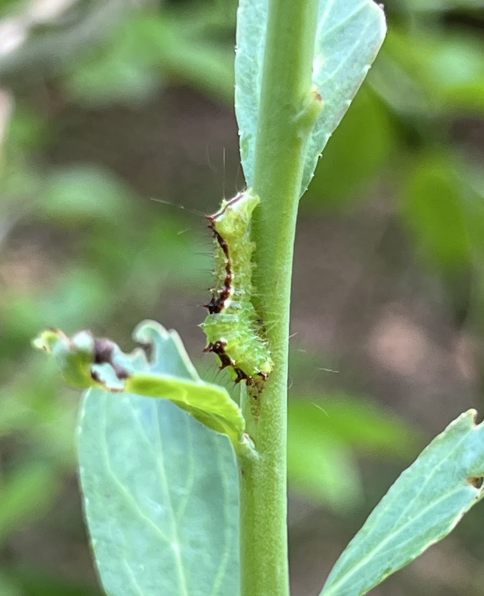 Triton Dagger Caterpillar