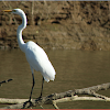 American egret