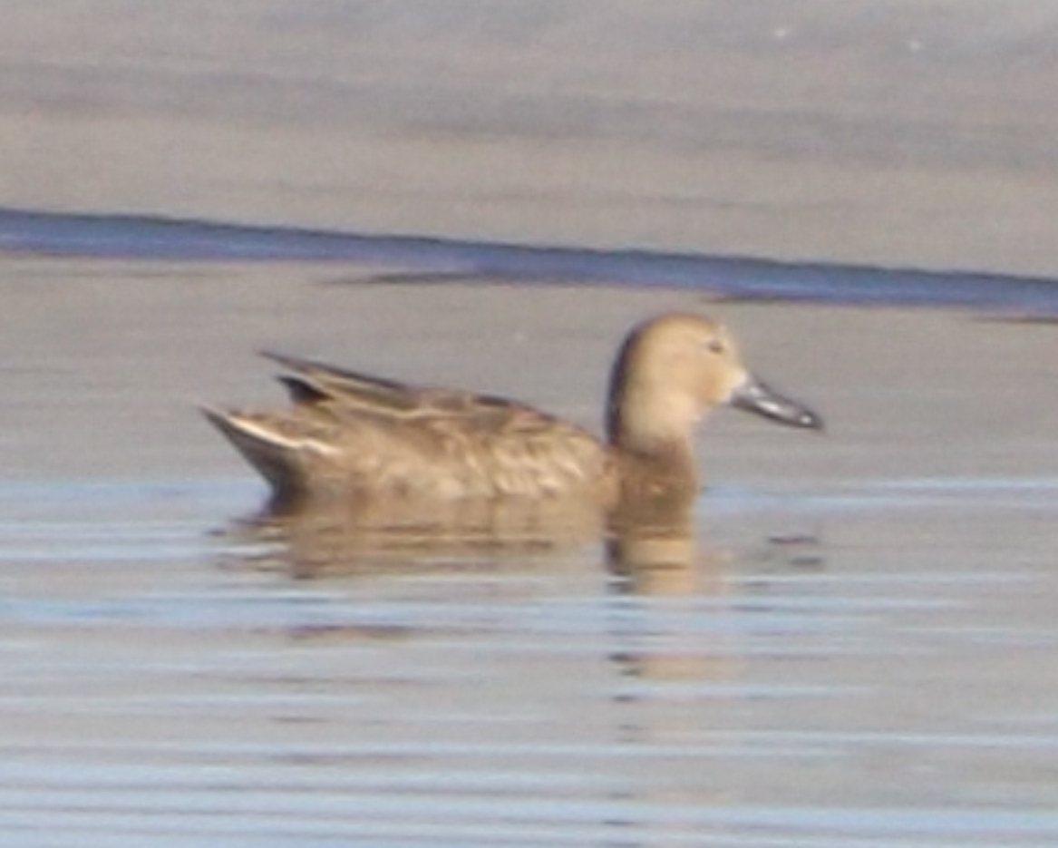 Cinnamon Teal - female