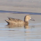 Cinnamon Teal - female