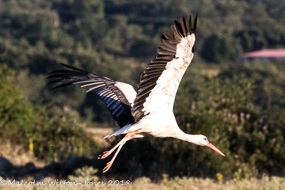 White Stork; Cugüeña Blanca