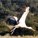 White Stork; Cugüeña Blanca