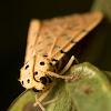 Crotalaria pod borer moth