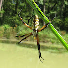 Yellow Garden Spider