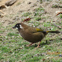 Black-faced Laughingthrush