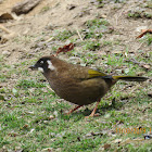 Black-faced Laughingthrush