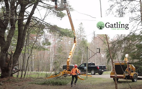 Tree Removal Cost