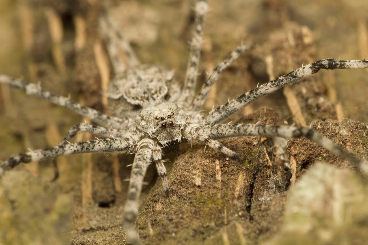 Two-tailed spider