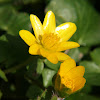 Lesser celandine,Fig buttercup