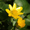 Lesser celandine,Fig buttercup