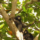 Spectacled langur