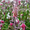 Prairie Smoke