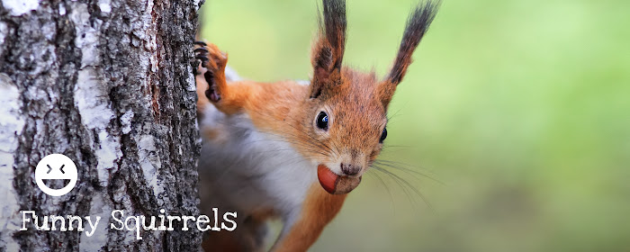 Funny Squirrels HD Wallpaper New Tab Theme marquee promo image