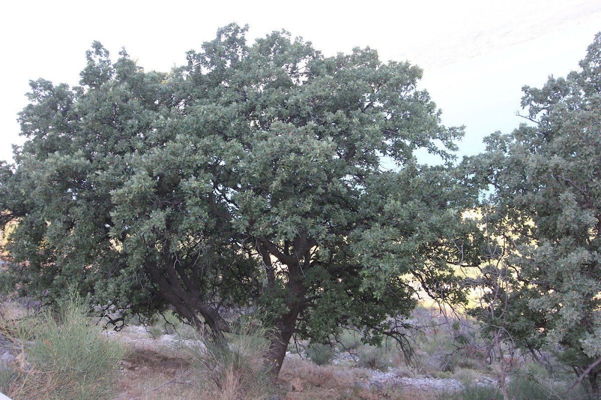 Valonia oak