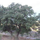 Valonia oak