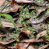 Southern Cricket Frog