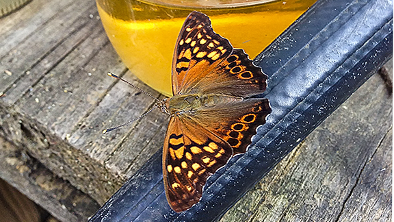 Tawny Emperor