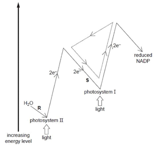 PSI and PSII