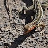 Lava lizard