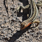 Lava lizard