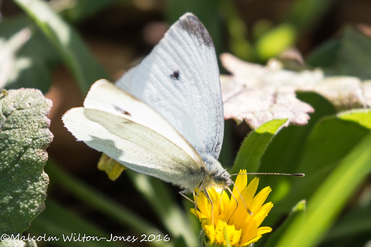 Small White