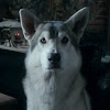 Nymeria (wolf)