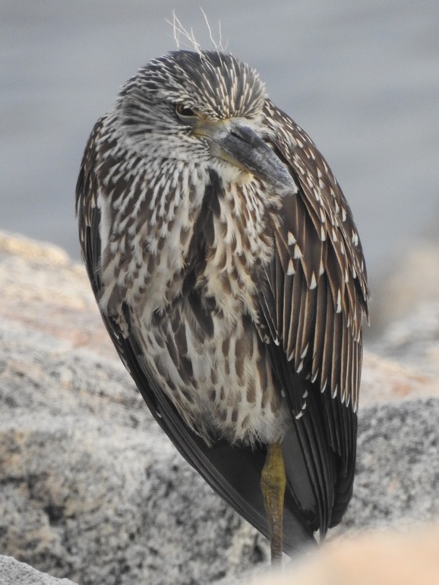 Yellow Crowned Night Heron, Immature